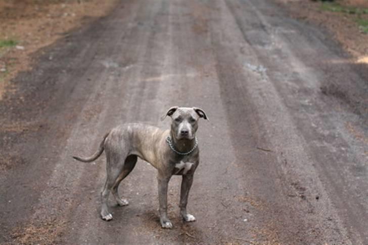 Amerikansk staffordshire terrier Luba billede 2