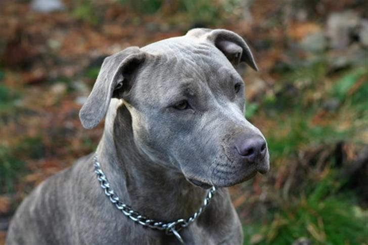 Amerikansk staffordshire terrier Luba billede 3
