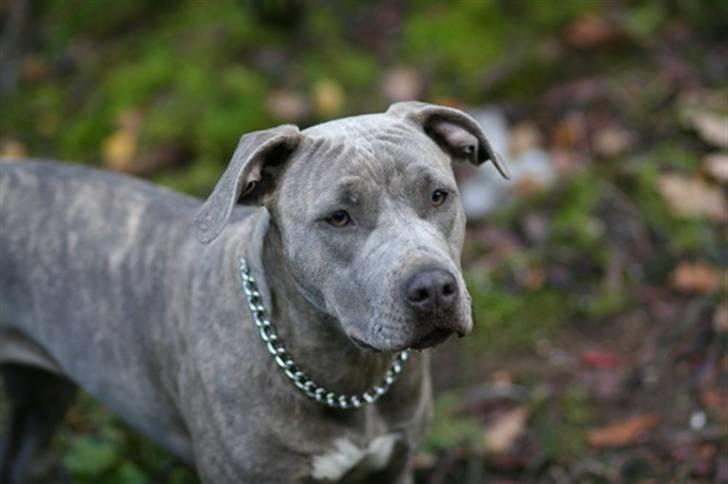 Amerikansk staffordshire terrier Luba billede 4