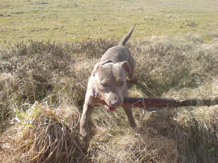 Amerikansk staffordshire terrier Luba billede 5