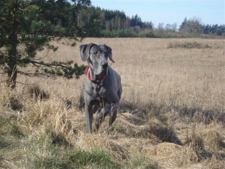Grand danois Rosa Lina - Der er da lidt jagthund gemt i mig billede 6