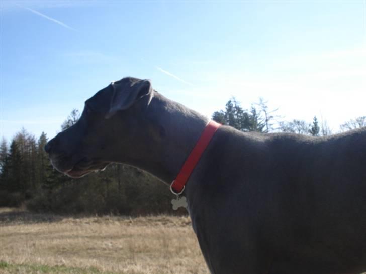 Grand danois Rosa Lina billede 7