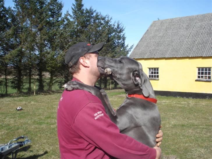 Grand danois Rosa Lina - Stort kram billede 8