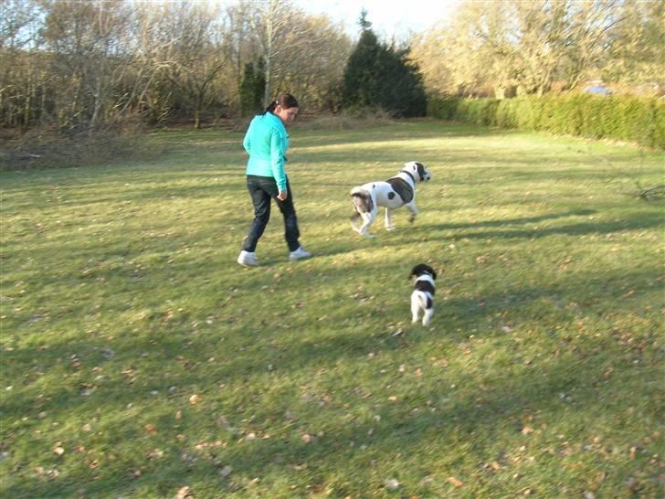 Kleiner münsterländer Riki  billede 9