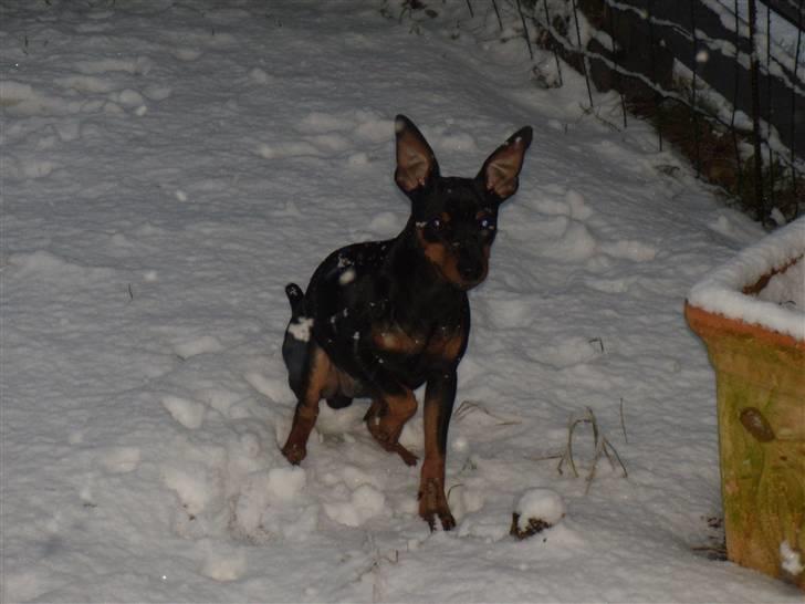 Dvaergpinscher Caras for ever Etoo - ny ting at lege med sne for første gang sjov leg. billede 7