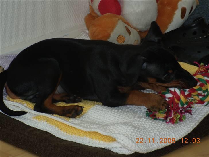 Dvaergpinscher Caras for ever Etoo - min hyggeplads i huset  billede 17