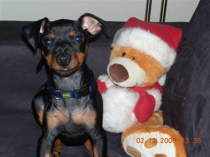 Dvaergpinscher Caras for ever Etoo - mor sagde jeg skulle sidde pænt og se jeg kan godt  billede 18