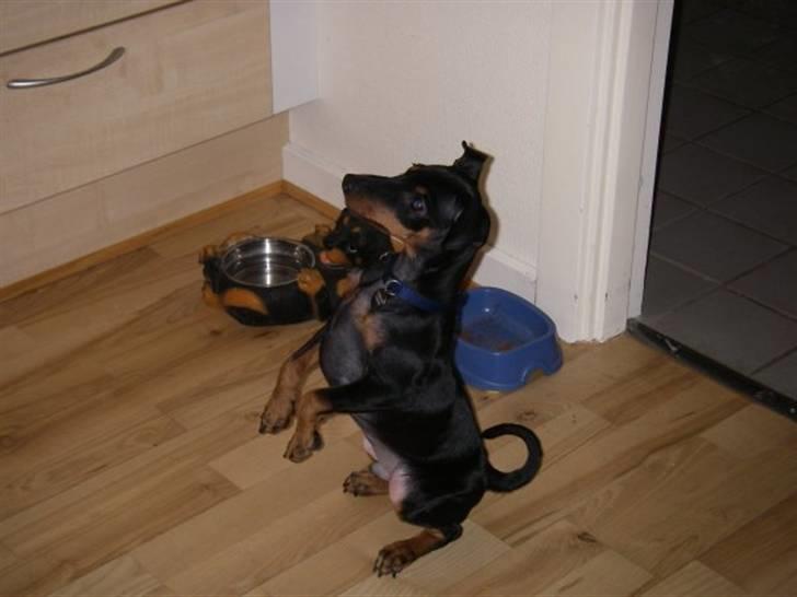 Dvaergpinscher Caras for ever Etoo - mon jeg får en godbid. billede 16