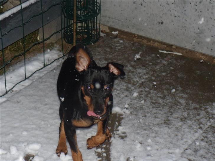 Dvaergpinscher Caras for ever Etoo - elsker den nye sne og mor smider snebolde og jeg fanger dem. billede 8