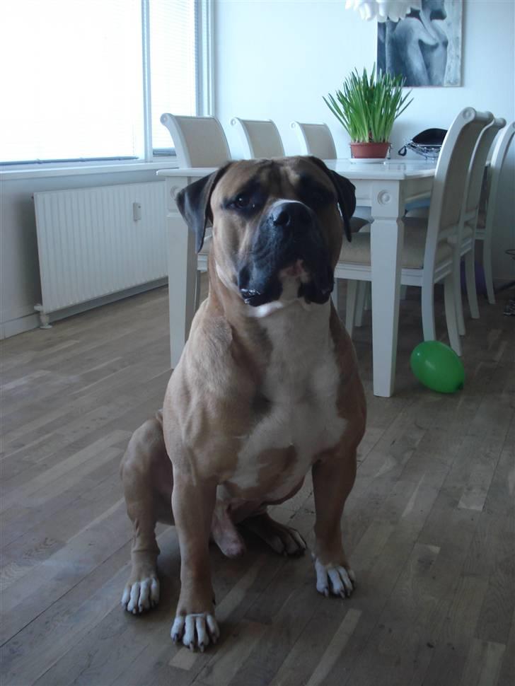 Boerboel victor billede 13