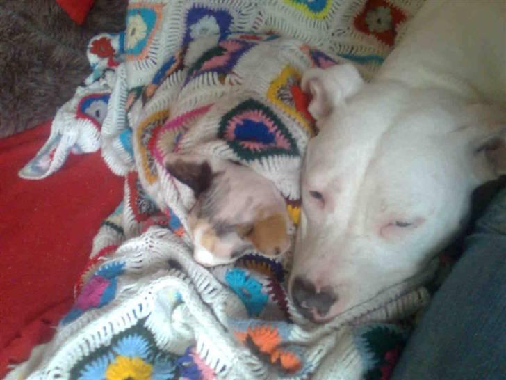 Amerikansk staffordshire terrier *bor hos min eks nu*Chica - allerbedste venner når vi er trætte :) billede 11