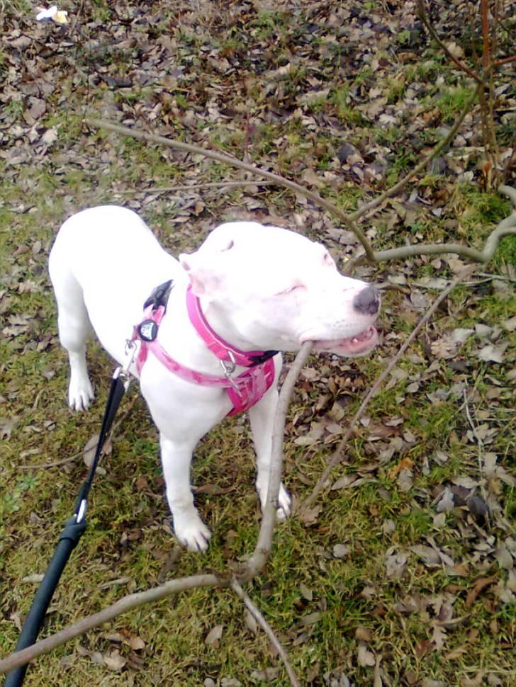 Amerikansk staffordshire terrier *bor hos min eks nu*Chica - Mums en god pind der lige var der :) billede 12