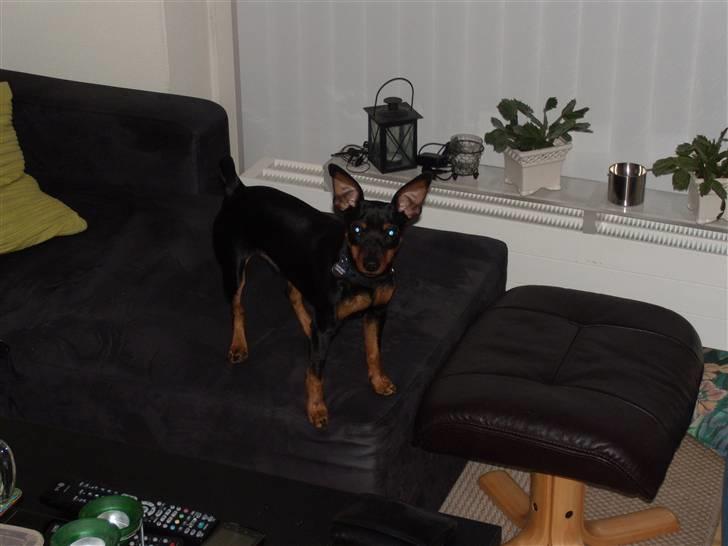 Dvaergpinscher Caras for ever Etoo - se far jeg ser godt ud når jeg står op vov vov billede 9