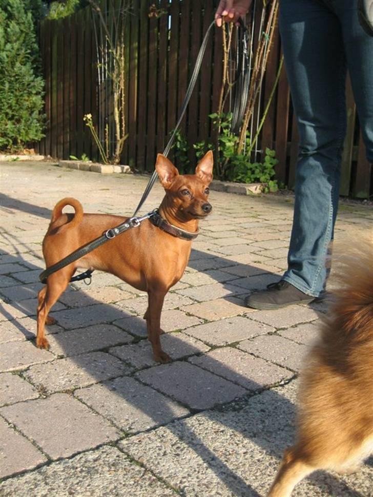Dvaergpinscher Baily - Jeg ved godt at jeg er lidt "tyk", men det har været en lidt for god sommer, med lidt for mange mennesker som har forkælet mig, bag mors ryg :D billede 1