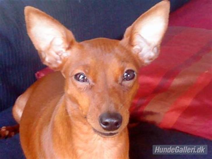 Dvaergpinscher Baily - Februar 2009. Havde lige fået hende. 10 mdr. gammel :) billede 2