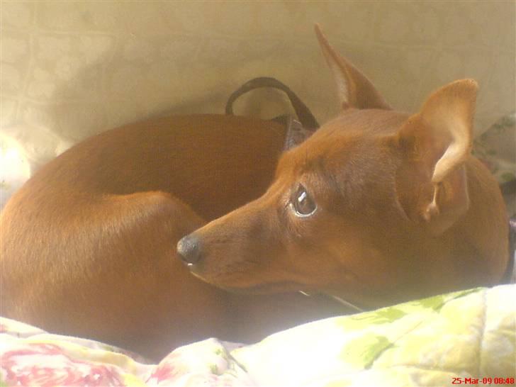 Dvaergpinscher Baily - Februar 2009. Havde lige fået hende. 10 mdr. gammel :) billede 3