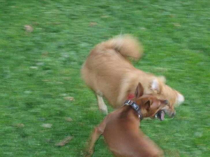 Dvaergpinscher Baily - Oktober 2010. Vi leger altså bare, mig og Cleo :) billede 4