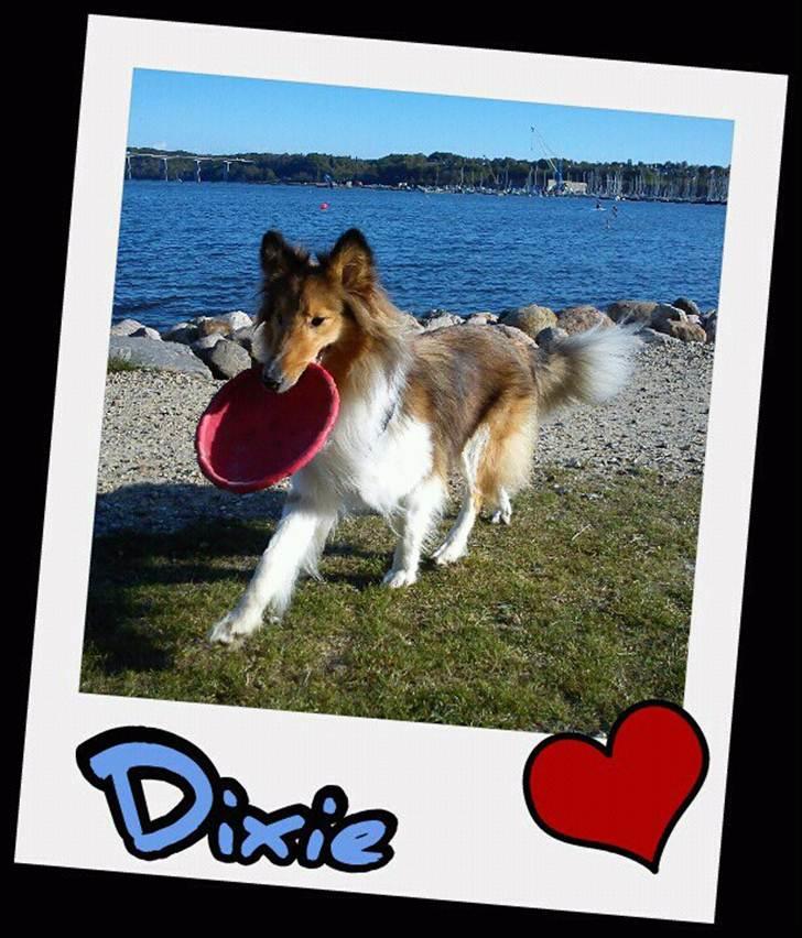 Shetland sheepdog Dixie - Hej velkommen til min profil.. Giver du mig en bedømmelse og besked får du en igen :) billede 1