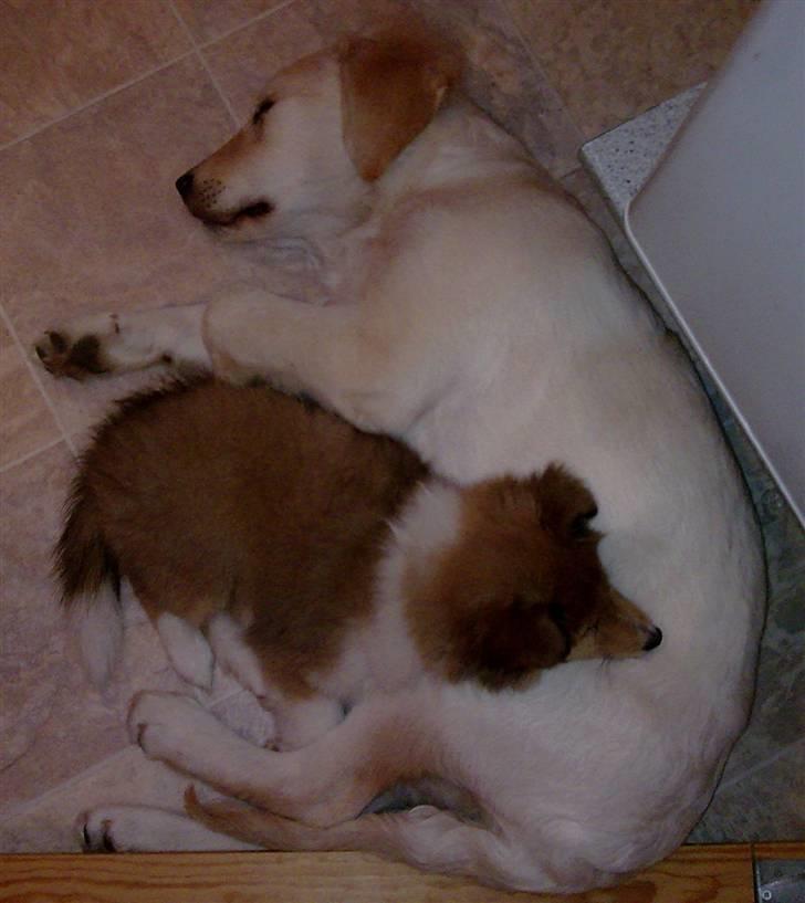 Shetland sheepdog Dixie - Jeg elsker min "storesøster" Nova, hun er dejlig varm at sove med..  billede 4