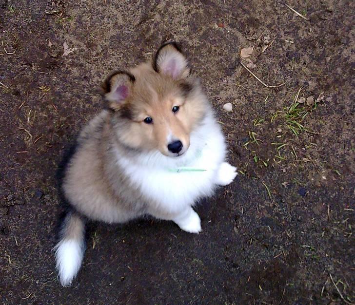 Shetland sheepdog Dixie - Huh? billede 5