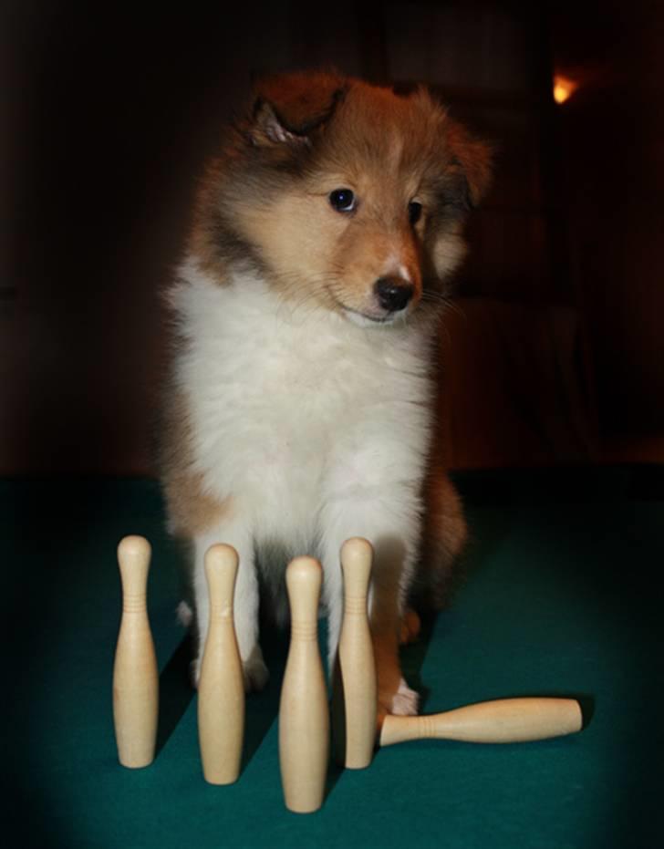 Shetland sheepdog Dixie - Jeg er da ikke en kegle.. vel?  billede 2