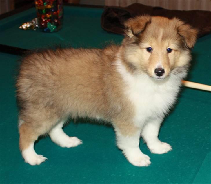 Shetland sheepdog Dixie - Det er så resten af mig... billede 3