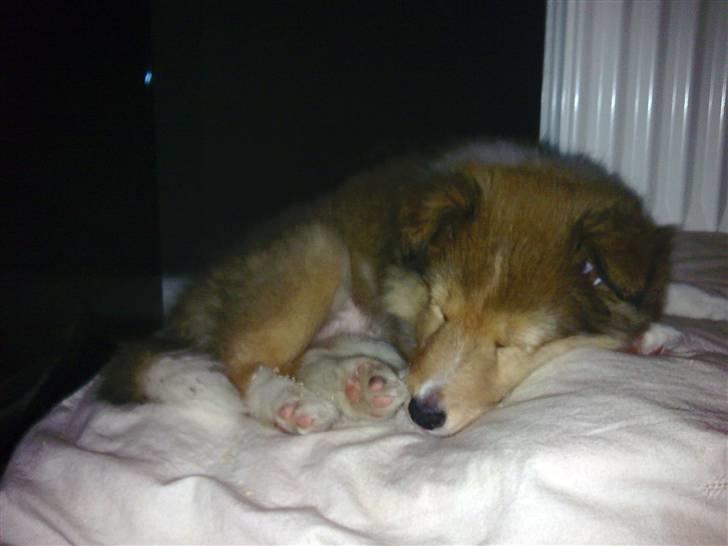 Shetland sheepdog Dixie - Zzzzzzz.... billede 6