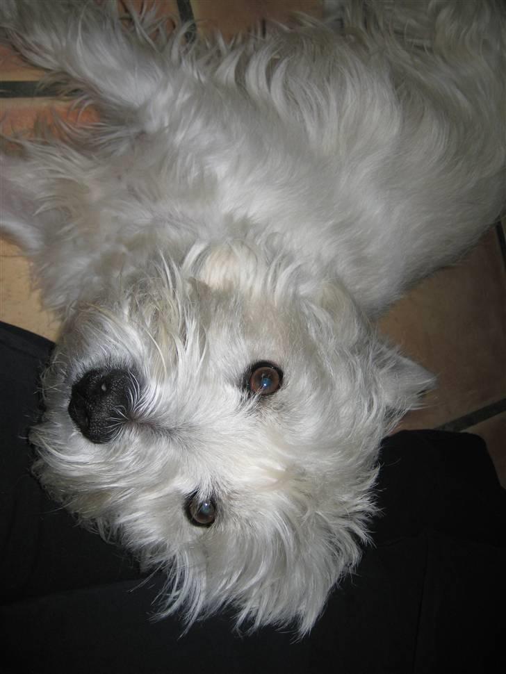 West highland white terrier Boris - Hvor er det dejligt at putte med dig mor  (foto: mig) billede 15