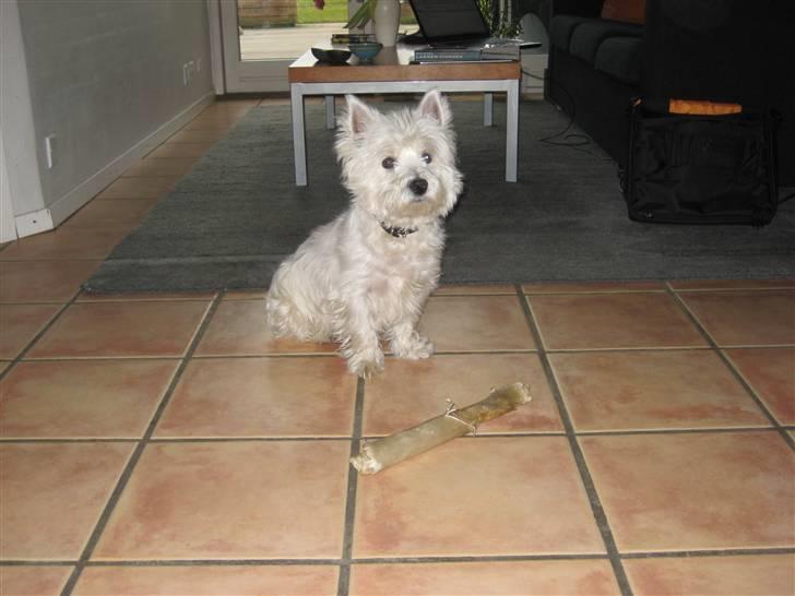 West highland white terrier Boris - Det er mit ben - jeg holder øje med dig.   (foto: mig) billede 16
