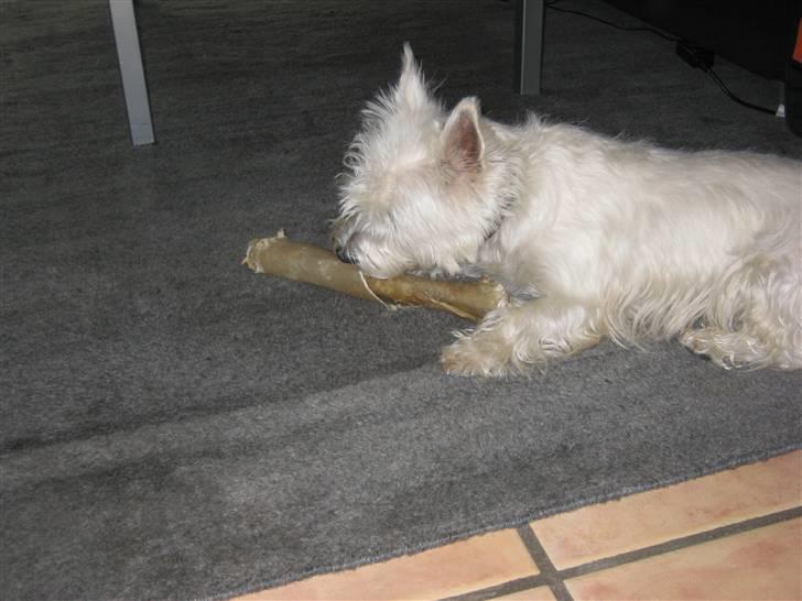 West highland white terrier Boris - Mit gode ben   (foto: mig) billede 17