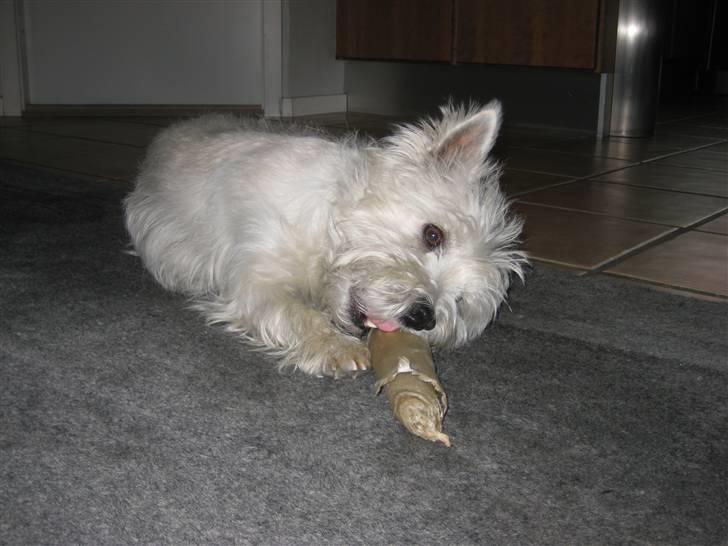 West highland white terrier Boris - Der er ik´ noget bedre end mit store ben  (foto: mig) billede 18