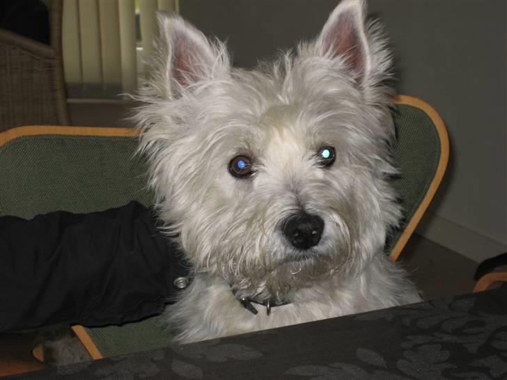 West highland white terrier Boris - Det er altid hyggeligt med en kaffepause  (foto: mig) billede 19