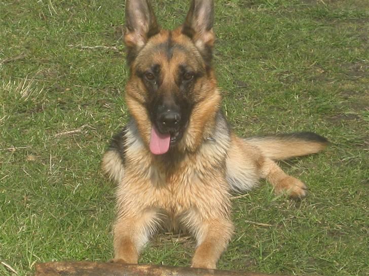 Schæferhund Online aflivet d. 11.6. - uha, af være ude er skønt billede 1