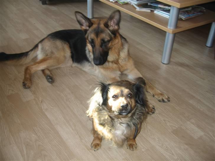 Schæferhund Online aflivet d. 11.6. - oline og molly hjemme billede 2