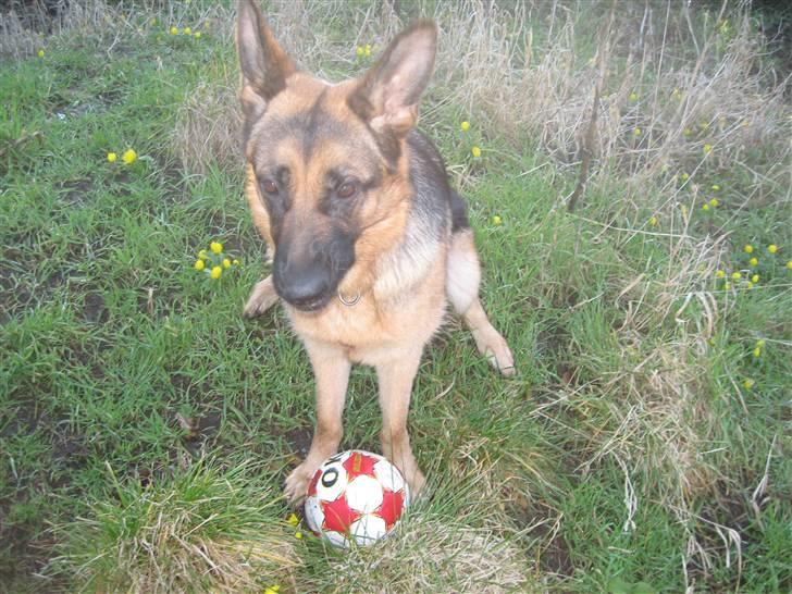 Schæferhund Online aflivet d. 11.6. - oline med sin boldt billede 3