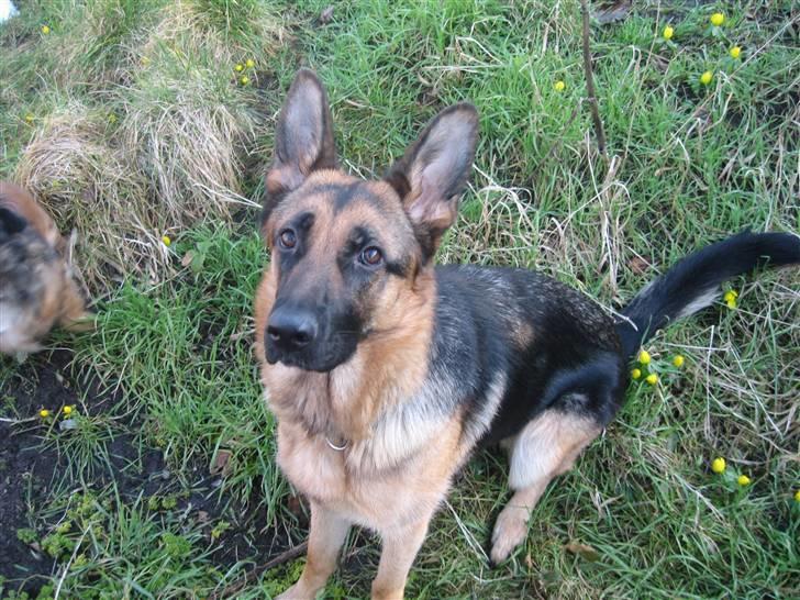 Schæferhund Online aflivet d. 11.6. - mor sage jeg skulle sætte mig billede 4