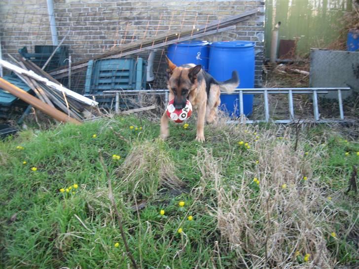 Schæferhund Online aflivet d. 11.6. - kigger efter min tante nancy billede 6