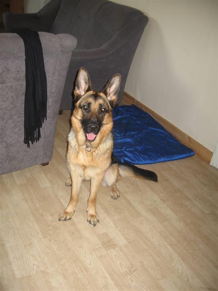 Schæferhund Online aflivet d. 11.6. - sidder jeg ikke pænt billede 7