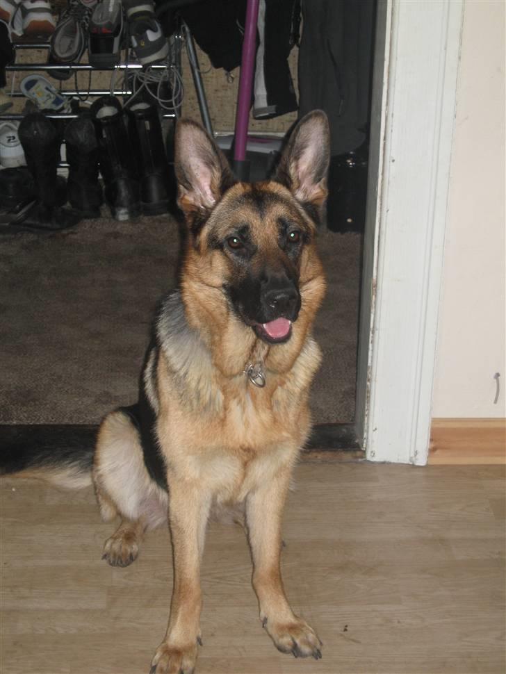 Schæferhund Online aflivet d. 11.6. - mor er tosset med at tage billeder har boet her   i 3 dage har det godt billede 8