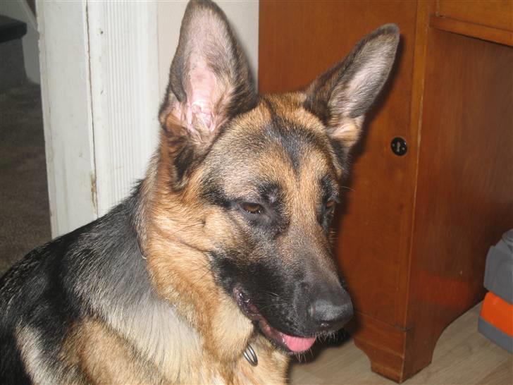 Schæferhund Online aflivet d. 11.6. - molly tog min godbid øvvv billede 9