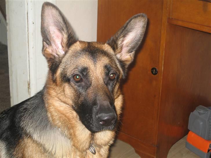 Schæferhund Online aflivet d. 11.6. - dygtig hun siger mor billede 10