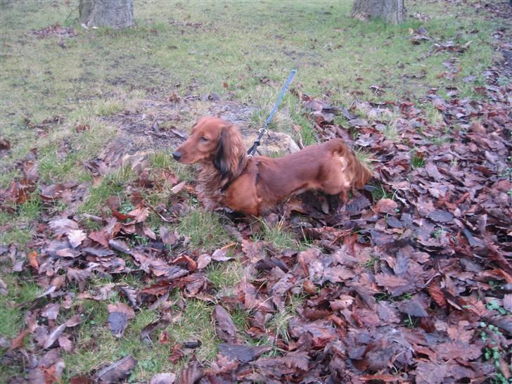 Schæferhund Online aflivet d. 11.6. - tjeck lige min fætter king, flot hund billede 12