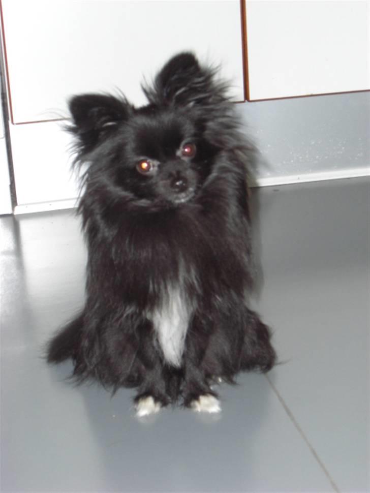 Blanding af racer Zita billede 1