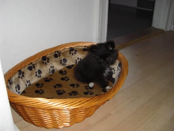 Blanding af racer Zita - zita ligner en tyk lille prop, med alt det hvalpe pels :)  billede 2