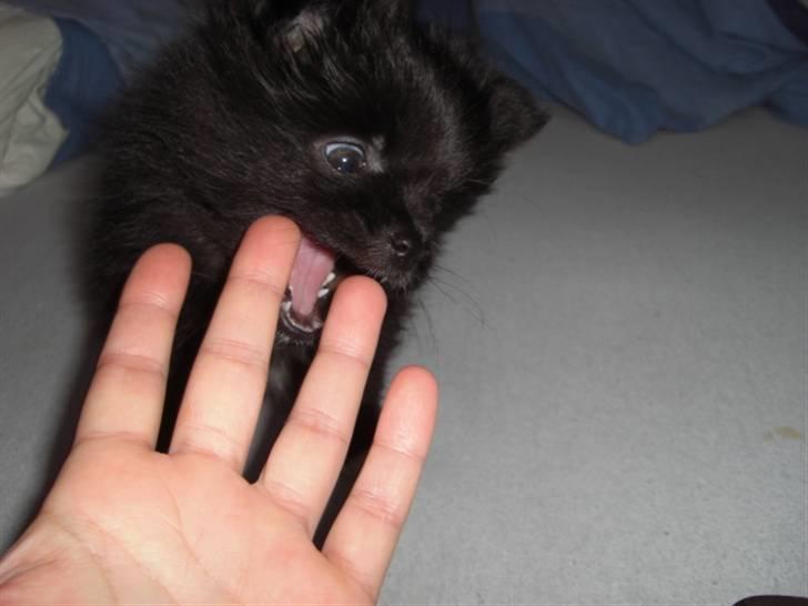 Blanding af racer Zita - uhh, du SÅ farlig zita skat billede 3