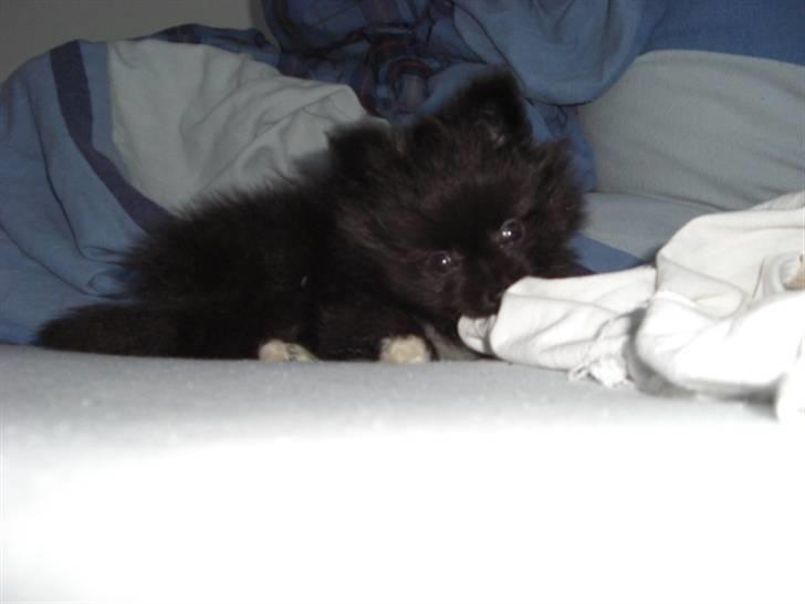 Blanding af racer Zita - Hun ligger rigtig på lur, klar til at angribe;) heh billede 4