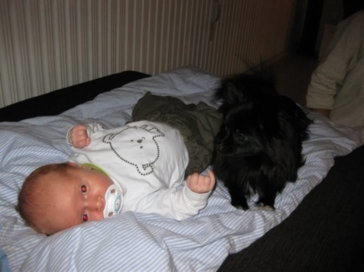 Blanding af racer Zita billede 5