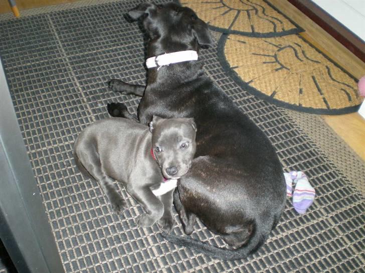 Staffordshire bull terrier Nala - Dejligt at have en der passer på mig. billede 5