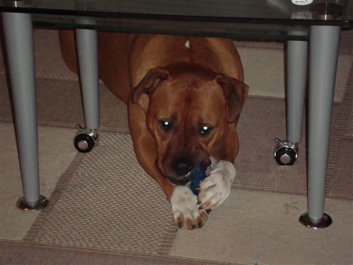 Amerikansk staffordshire terrier Pilgrim billede 8