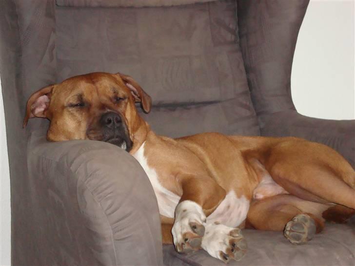 Amerikansk staffordshire terrier Pilgrim billede 9